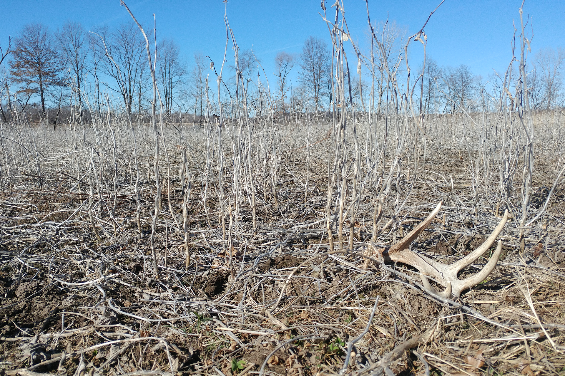 10 Habitat Locations To Increase Shed Hunting Results